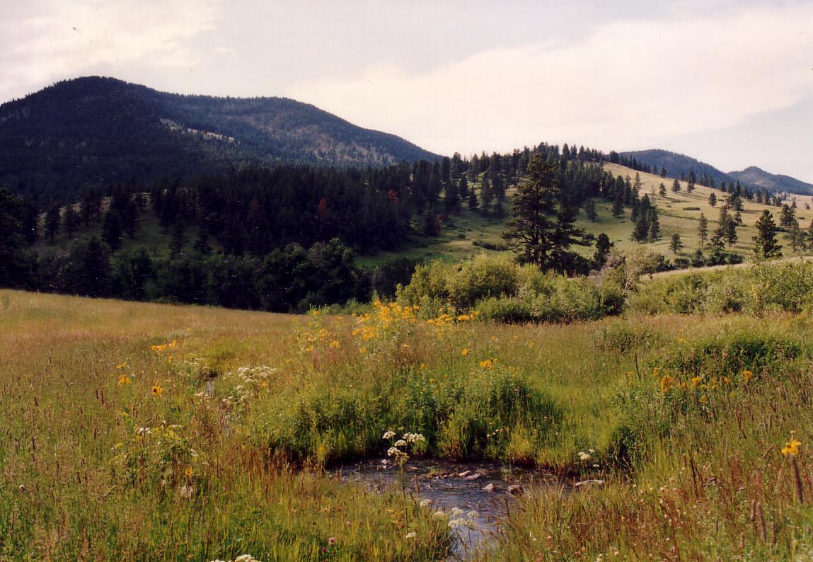 Blacktail valley